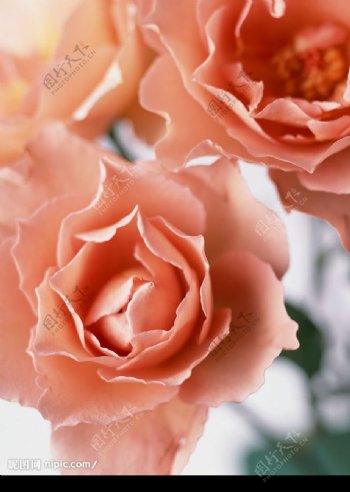 粉橘色玫瑰图片