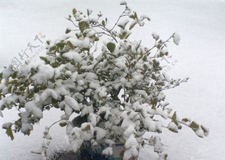 雪中茉莉图片