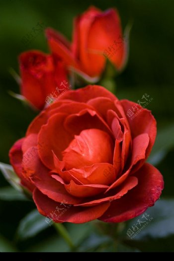 紅色玫瑰花图片