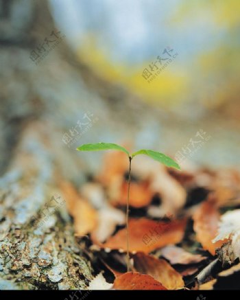 绿芽新生图片