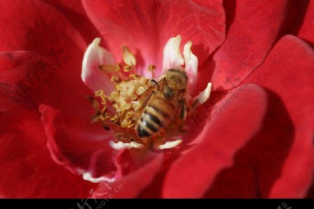 月季花和蜜蜂图片