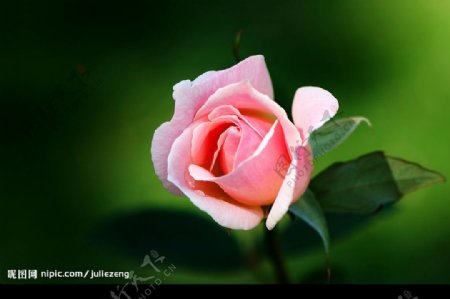 鲜艳的玫瑰图片