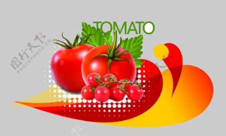 番茄专用西红柿图片