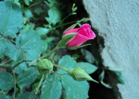 玫瑰花苞图片