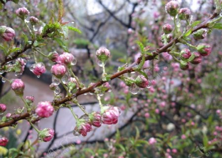 雨后桃花图片