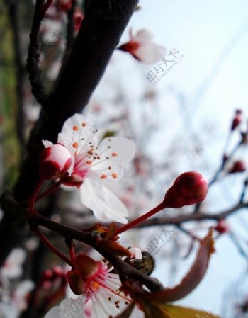 争春的桃花图片