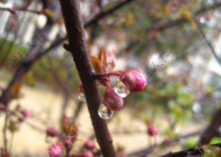 带雨滴含苞待放的梅花图片