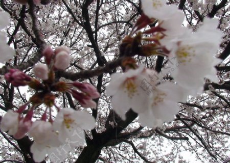日本风光樱花图片