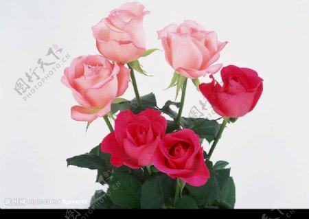 花卉粉红玫瑰图片