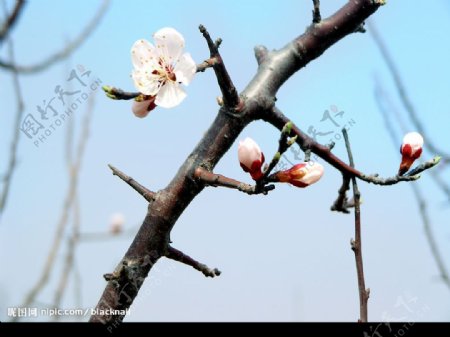 花朵图片