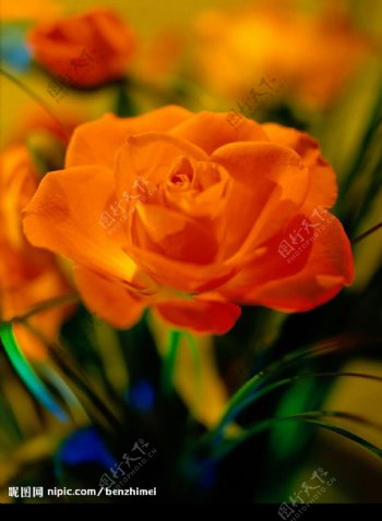 橙色的花朵图片