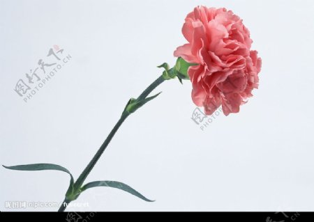 花卉粉红康乃馨图片