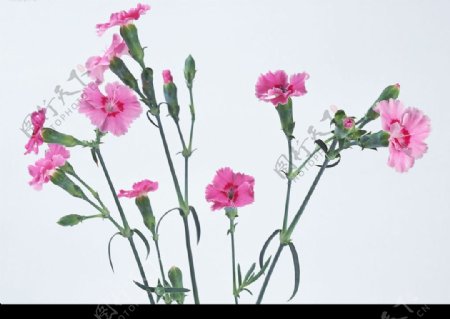 花卉粉紫康乃馨图片