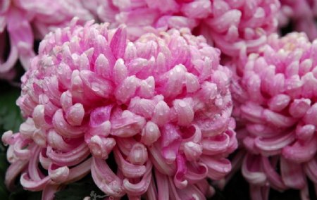 露珠下的菊花摄影图片