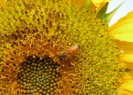 向日葵蜜蜂图片
