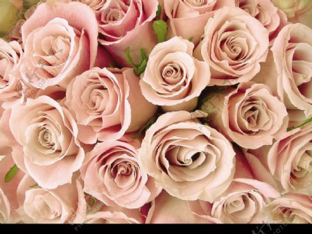 古典浪漫情人节婚庆香槟粉红玫瑰图片