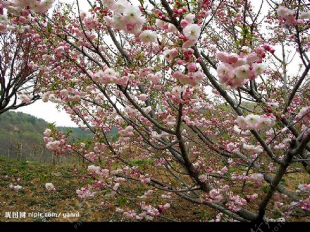 龙王塘樱花图片