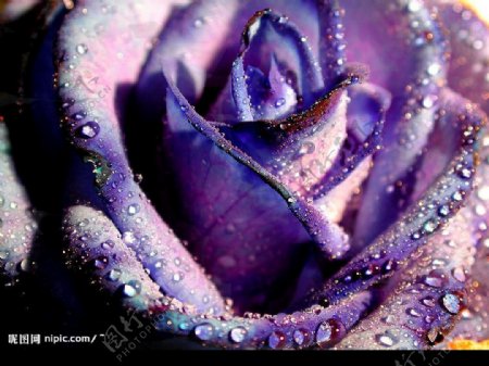 情人节晶莹露珠紫色玫瑰图片