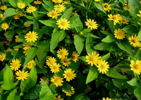 金菊花丛图片