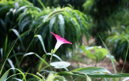 牵牛花图片