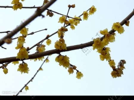 花满枝头图片