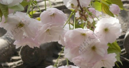 青龙寺粉色的樱花图片