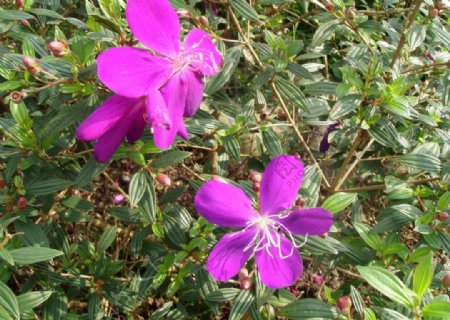 紫色的小野花图片