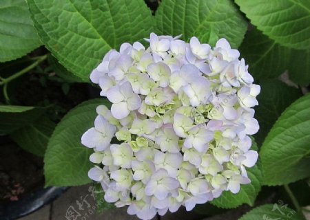 簇拥的白色花朵图片