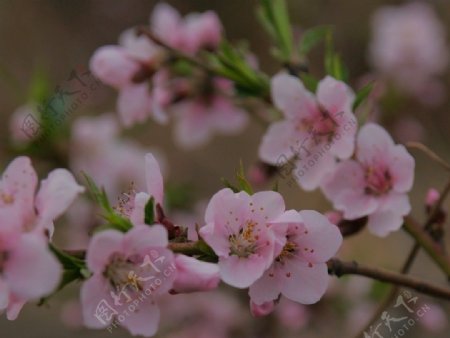 桃花图片