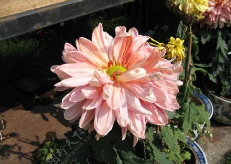 菊花吐蕊图片