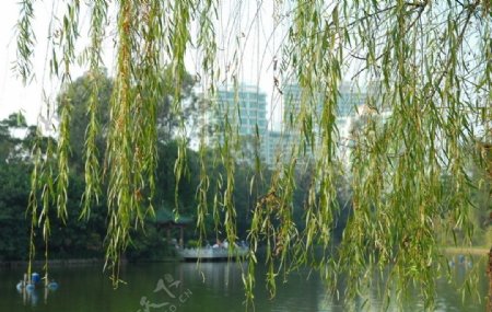 湖边的柳枝图片