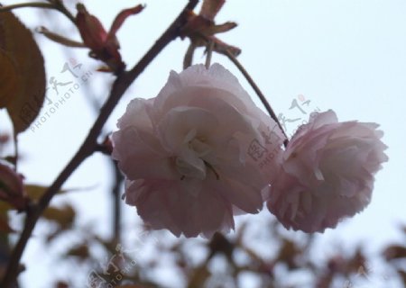 樱花3图片