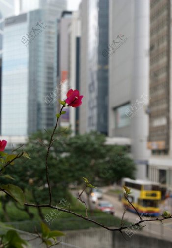 阳台上的热带角花粉红色的花图片
