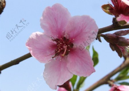 春之桃花图片