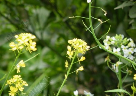 菜花烂漫图片