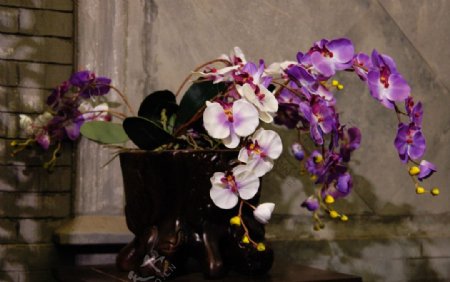 紫色的兰花和古朴的木桌图片