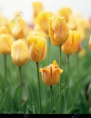 鬱金香花朵紅黃图片
