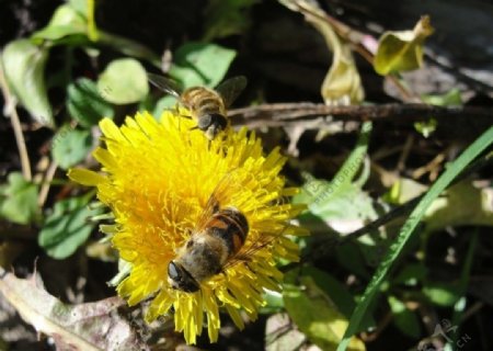 小蜜蜂和蒲公英图片