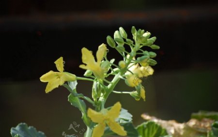 白菜的花图片