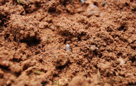 泥土中的种子图片