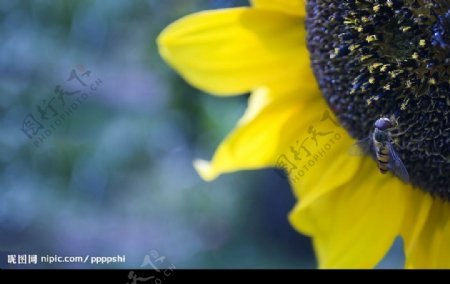 葵花和蜜蜂图片