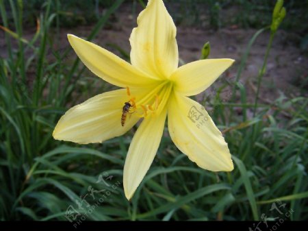 蜜蜂与黄花菜3图片