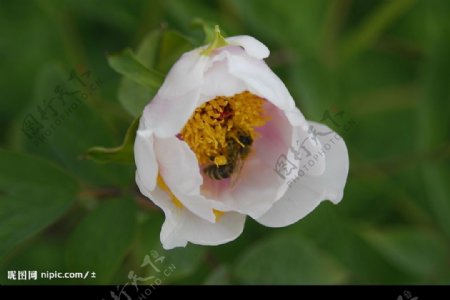 牡丹花里的蜜蜂图片