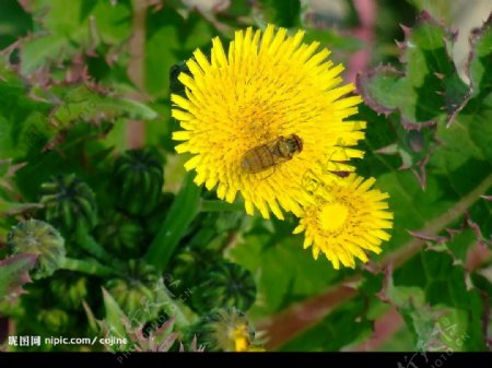 花蕾和蜜蜂图片