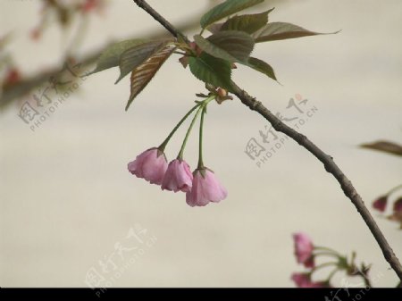 小铃铛图片