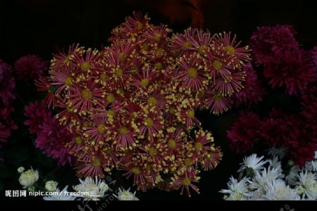 花市菊图片