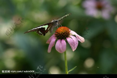 美丽的蝴蝶和美丽的野粉菊图片
