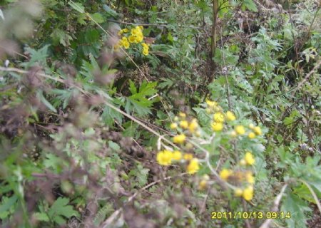 黄色野菊花图片