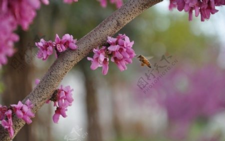 树干上的花朵紫荆花图片