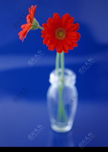 菊花花瓶图片